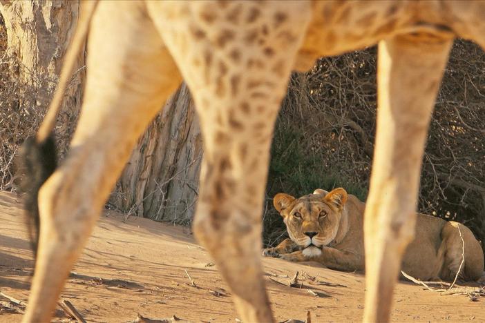 As a young lioness rekindles with her aunt, she is taught how to hunt giraffes.