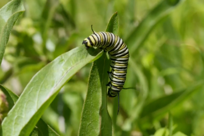 Go on a search for monarchs with these citizen scientists.