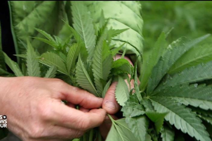 Can craft cannabis compete with Big Marijuana?