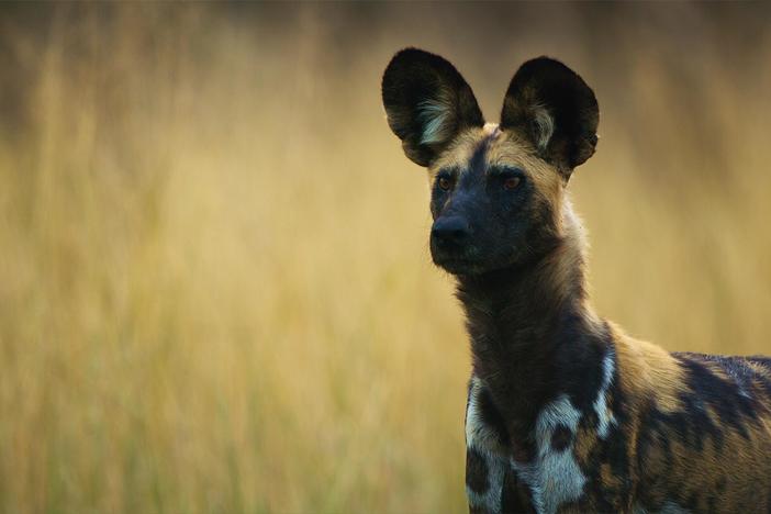 How does a pack of African wild dogs make the decision that it is time to hunt?