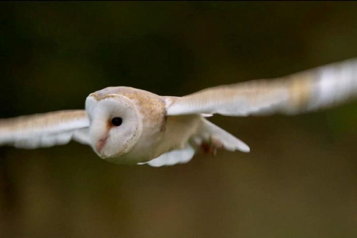 Just how quiet is a barn owl in flight? The answer, as it turns out: very quiet indeed.
