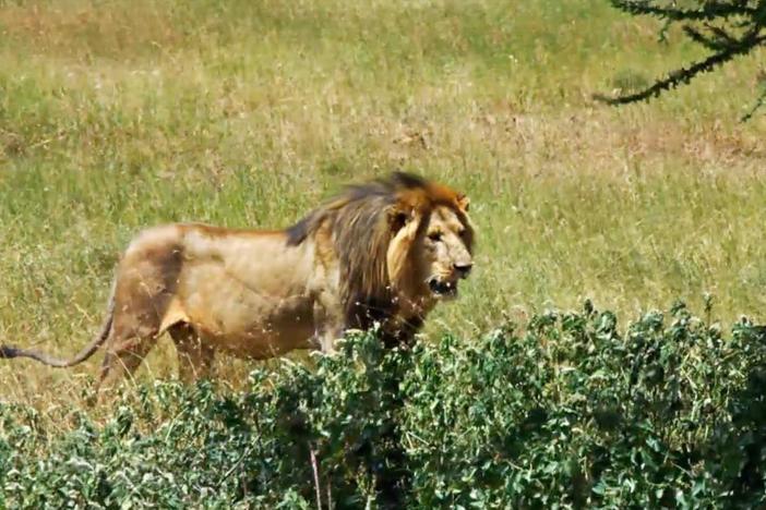 After 50 years, Craig Packer & his team have records of the nearly 5,000 Serengeti lions.