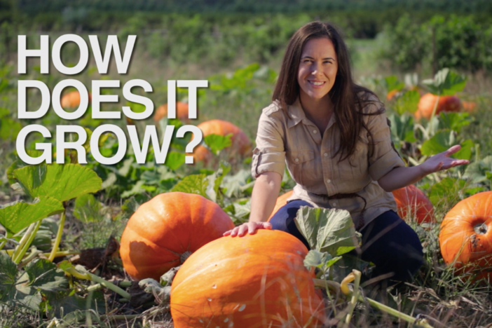 Discover why the US harvests 500 million pounds of a food we have no intention of eating.