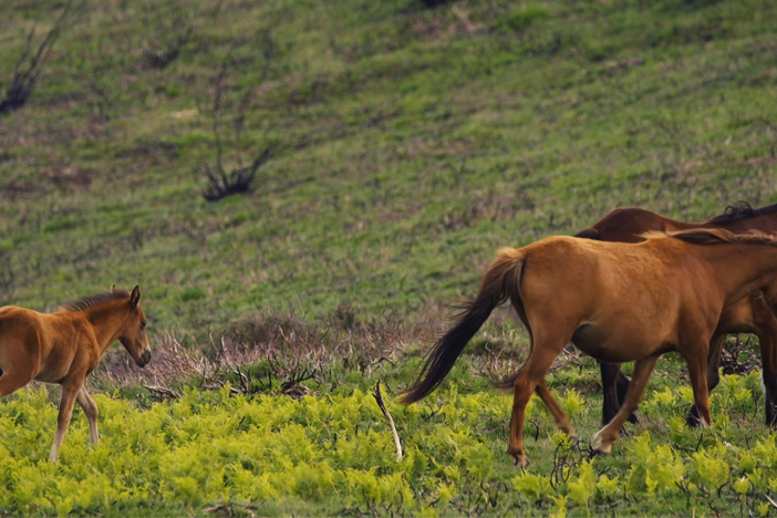 The wild Garrano horses in Portugal's Peneda-Gerês National Park are not newcomers.