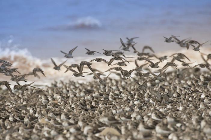 Each small sandpiper must harvest up to 20,000 shrimp while avoiding the falcon.