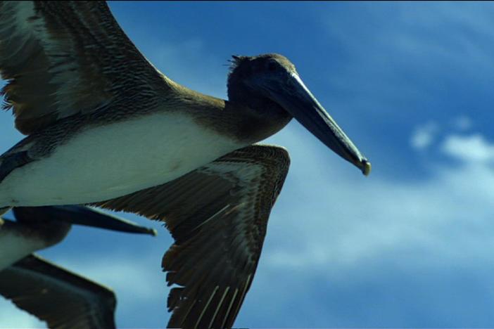 A flock of brown pelicans fly above the Pacific in search of fish as whales breach below.