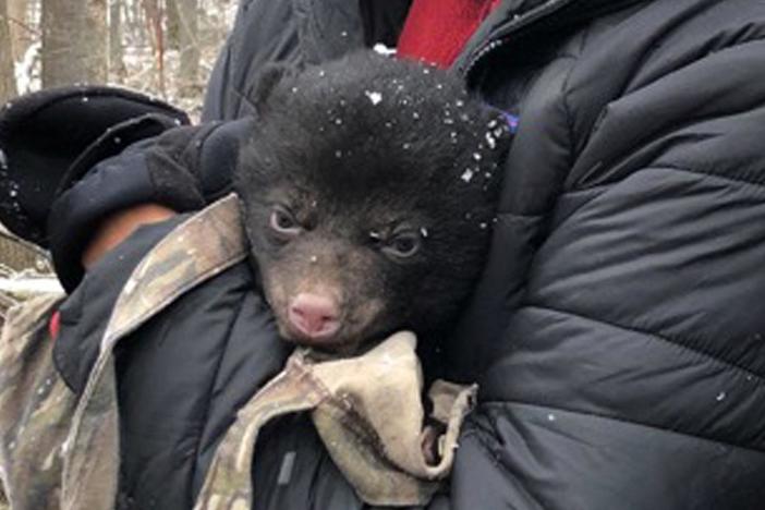 Meet a few of the newest bear cubs in Savage River State Forest.