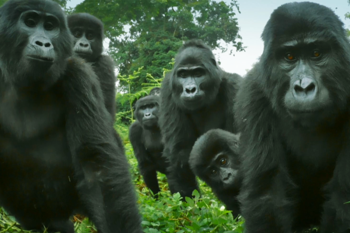 Spy gorilla witnesses gorillas singing, a phenomenon caught on camera for the first time.