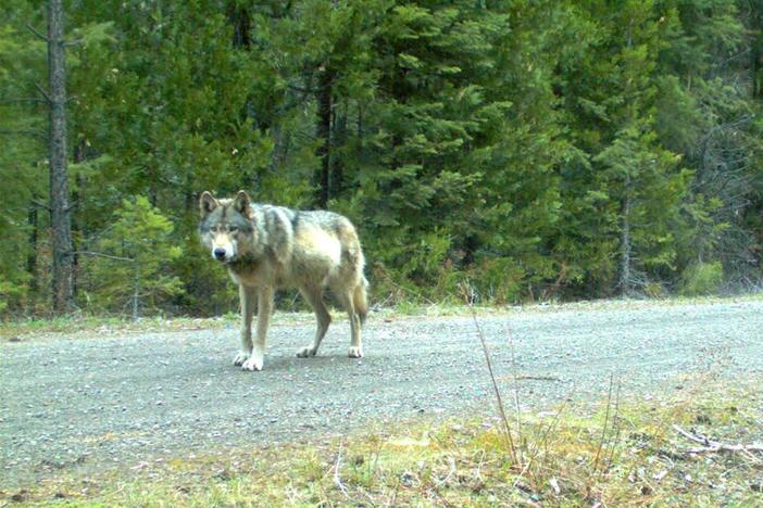 Idaho ranchers torn between hunting and deterrents for gray wolves harming their livestock