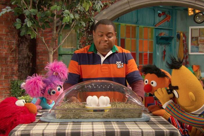 Elmo, Abby, Bert, and Ernie have to be patient and wait for baby chicks to hatch.