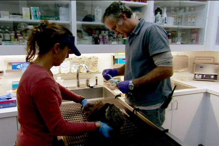 This clip introduces the challenges sea otters face in the wild.