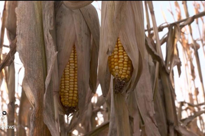 President Trump plans to lift the ban on summer sales of gasoline with 15 percent ethanol.