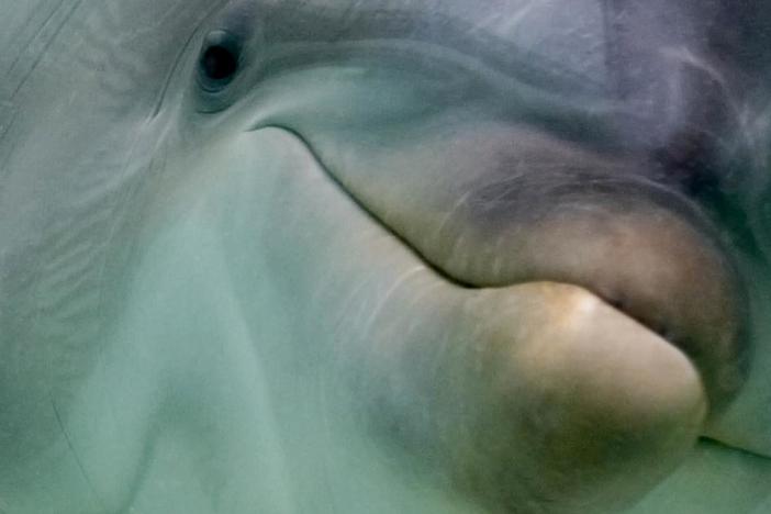 Explore the social lives of some of the smartest animals on the planet.