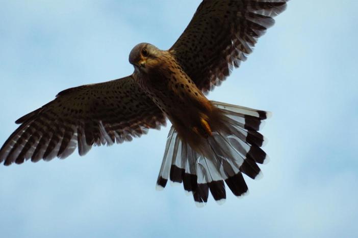 A family of Kestrels have made their home in an old Irish church in the Burren, Co. Clare.