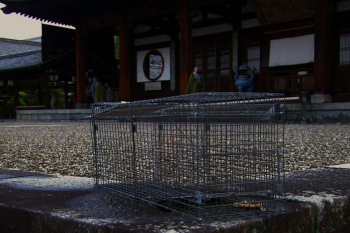 An overview of how thousands of raccoons ended up in Japan and the dangers they pose.