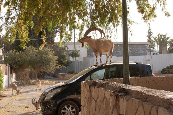 The ibex are Israel’s newest big city resident with rising desert temperatures.