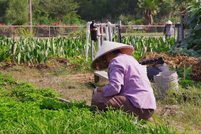 Khai Nguyen’s farm, started after Katrina, provides older residents a chance to farm.