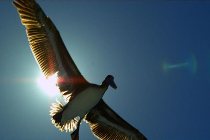 What would it be like to see the world from a bird’s perspective?