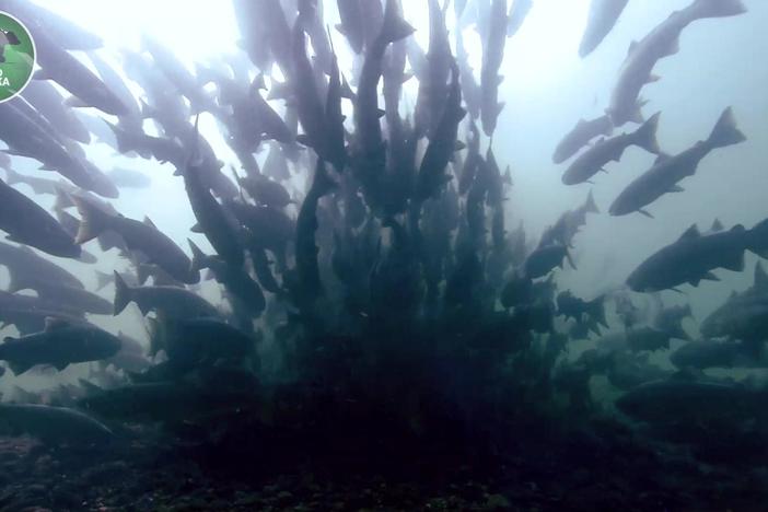 Salmon migrating in-land in Alaska trigger one of the greatest feasts on the planet.