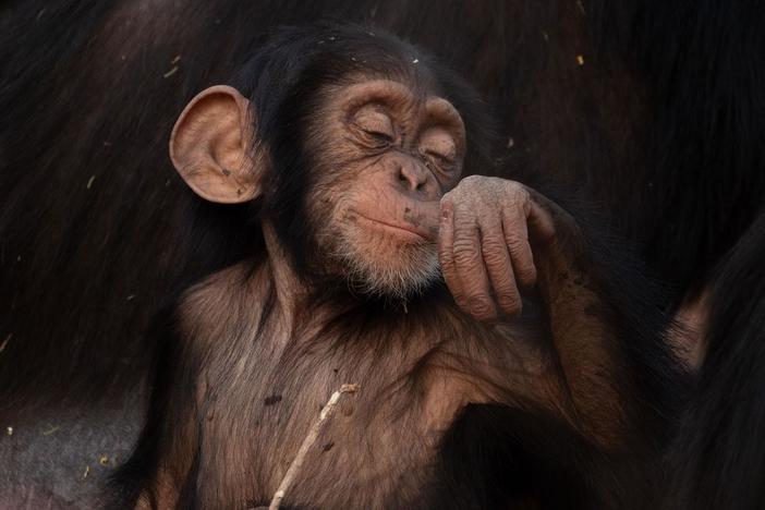 Animals have a surprising story to tell about our rapidly changing planet.