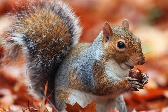 The squirrel family - from chipmunks to prairie dogs - is one of the most widespread.