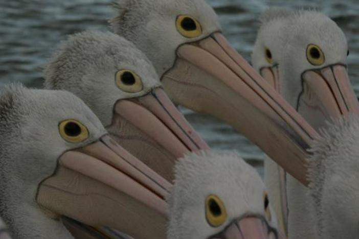 Where 100,000 pelicans flock to following a rare environmental event.
