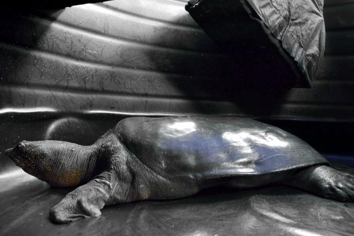 Joel's shoot with the Yangtze giant softshell turtle is high-pressure.