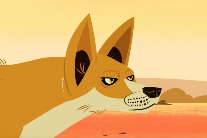 A dingo appears and chases the red kangaroos.