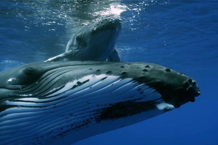 This mother humpback whale won't let anything get between her and her calf.