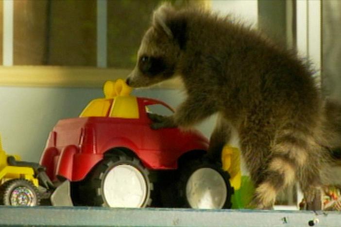 The connection between the raccoon's dexterity, immense curiosity, and intelligence.