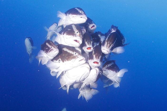Nassau groupers are solitary most of the year but come together for reproduction.