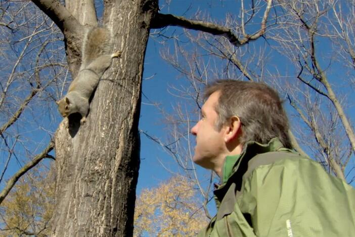 Chris and Martin go for a walk in the woods where they encounter gray squirrels.