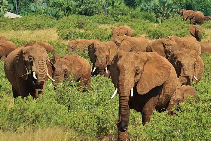 Follow three iconic animals on some of the world’s most breath-taking wildlife adventures.