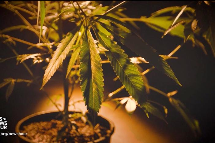 How Colorado cannabis legalization fueled a black market