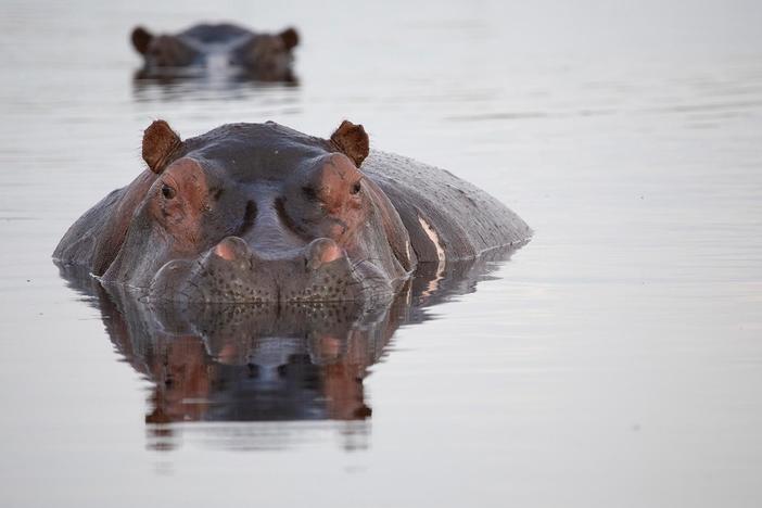 Uncover an unexpected side of hippos as they protect their young and face their rivals.