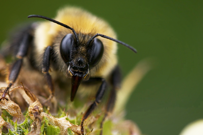 Everyone has heard of honeybees, but what about the other 4,000 species of wild bees?