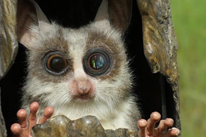 Spy Creatures explore the rarely seen emotions of animals. 