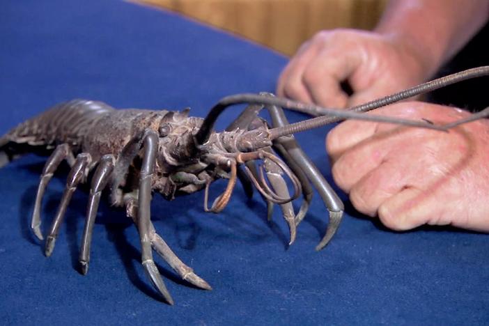 Appraisal: 19th-Century Japanese Bronze Crayfish, from Special: Somethings Wild.