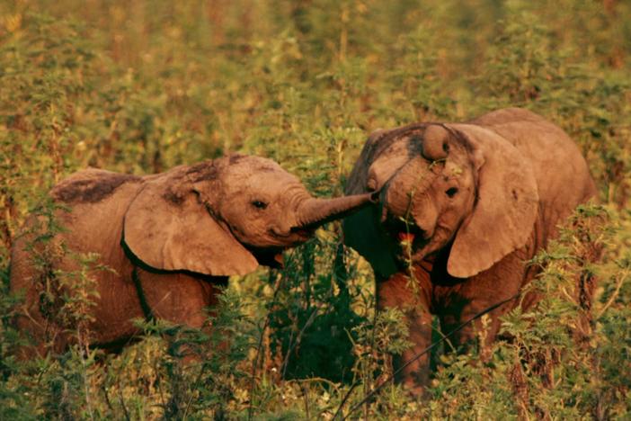 Learn about Gorongosa elephants with Bob Poole and his sister Joyce.
