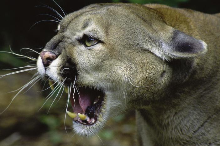 Can we return apex predators to their natural environments without endangering humans?