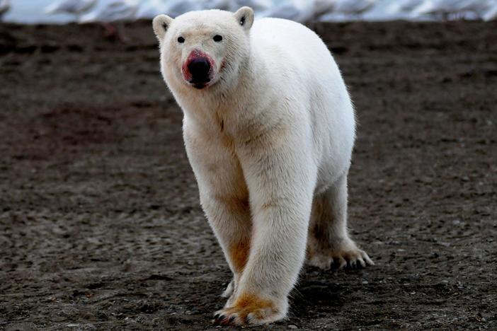 The astonishing story of an annual gathering of 80 polar bears near a whaling village.