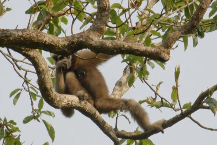 Freida Pinto and gibbon expert Deben Borah find a family of gibbons.