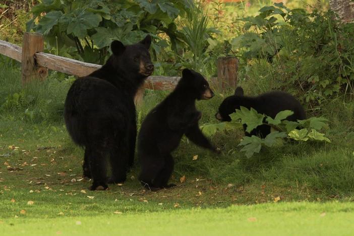 How black bears native to Alaska are adapting to the encroaching urban sprawl of Anchorage