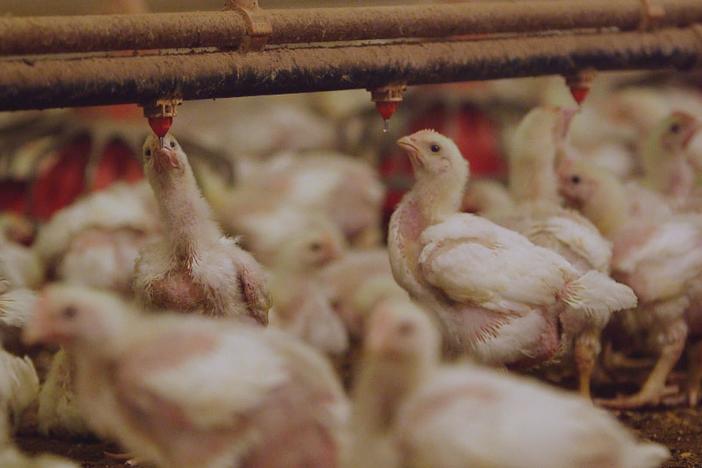 FRONTLINE investigates the growing crisis of antibiotic resistance.
