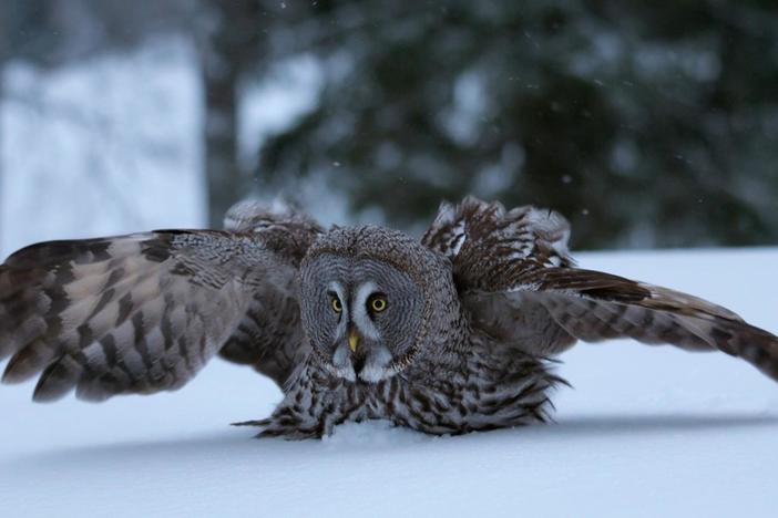 The secret to the great grey owl's hunting success is its enormous facial disk.