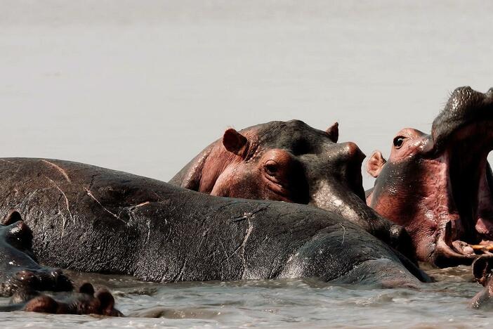 As a new day dawns on a changed hippo colony, the clan gathers around their fallen leader.