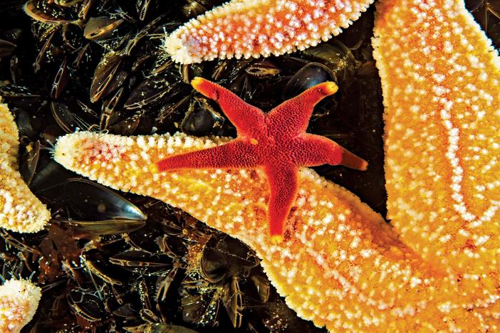 Explore Cashes Ledge - part of the Gulf of Maine that helps power the Gulf’s more than 3,000 species