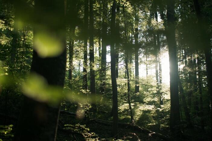 Could restoring lost forests help slow climate change?