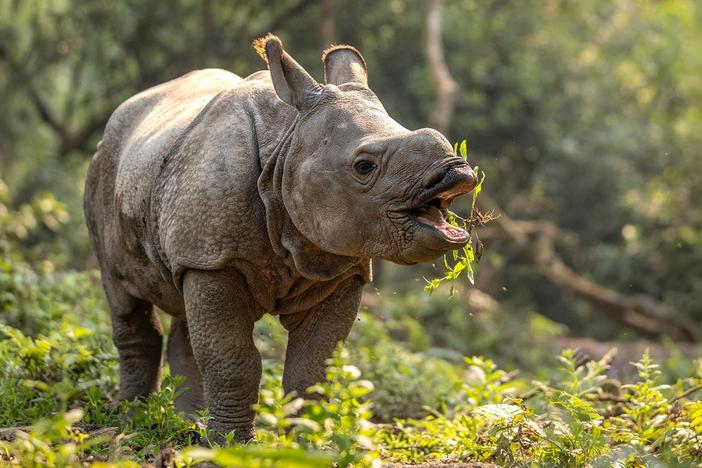 Watch beautiful moments between a mother and baby rhino.