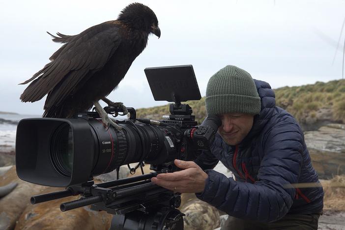 Filmmakers travel to the remote Falkland Islands to meet the world’s smartest raptor.
